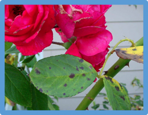 Characterization of black spot resistance in diploid roses with QTL detection, meta-analysis and candidate-gene identification