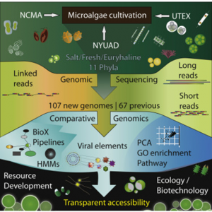 Large-scale genome sequencing reveals the driving forces of viruses in microalgal evolution