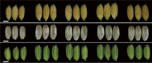 Identification through fine mapping and verification using CRISPR/Cas9-targeted mutagenesis for a minor QTL controlling grain weight in rice