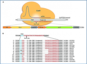 Targeted DNA insertion in plants