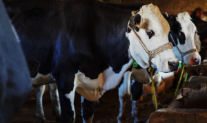 FAO warns: Enhanced awareness and action needed amid foot-and-mouth disease outbreaks in Europe and the Near East