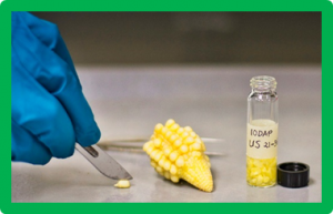 Maize unstable factor for orange1 is essential for endosperm development and carbohydrate accumulation