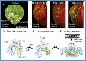 Dynamic localization of a helper NLR at the plant&ndash;pathogen interface underpins pathogen recognition