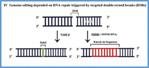Advances in application of genome editing in tomato and recent development of genome editing technology