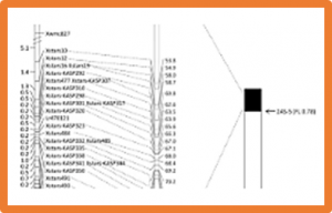 Identification and characterization of the novel leaf rust resistance gene Lr81 in wheat