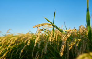 Single Guide RNA for CRISPR-Cas9 System Based on Rice Bacterial Blight Resistance Gene