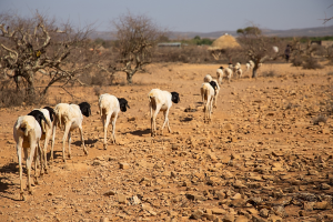FAO Food Price Index declines for the 11th consecutive month