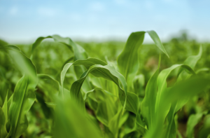 Origin Agritech GM Corn Hybrid Selected for National Demo Plot for 2023 Commercial Launch