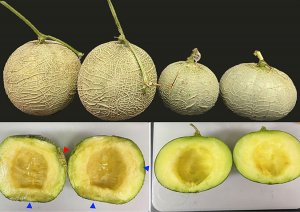 Researchers Modify Shelf-Life of Japanese Luxury Melon Using CRISPR-Cas9