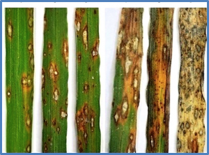 Characterization of Blast Resistance in a Diverse Rice Panel from Sub-Saharan Africa