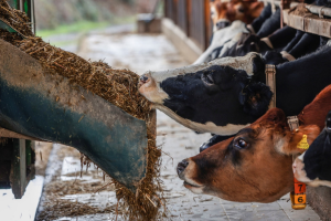 FAO Food Price Index declines in August