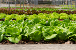 GM Lettuce and Mizuna Show Antibacterial Activity Against E. Coli