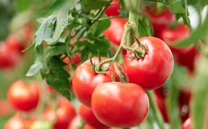 CRISPR Helps Researchers Understand Mutations in Tomato
