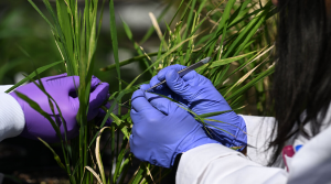 Researchers Engineer Enzymes to Gain Access to More Sugar in Plants