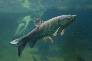 Researchers Develop Rapid Detection of Grass Carp Reovirus (GCRV) Using RPA-based Test Strips and CRISPR-Cas13a System