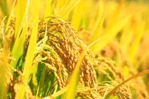 Knockout of Sugar Transporter OsSTP15 Improves Grain Yield in Rice
