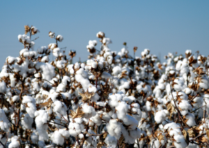 Australian OGTR Receives License Application for GM Cotton Field Trial