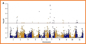 Genetic control of pod morphological traits and pod edibility in a common bean RIL population