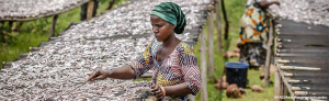 FAO Annual Funding Overview