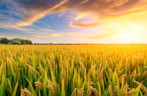 Microalgae Protects Rice From Bacterial Blight