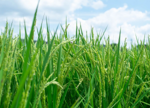 Gene Enhances Root Development and Multi-Stress Tolerance in Rice