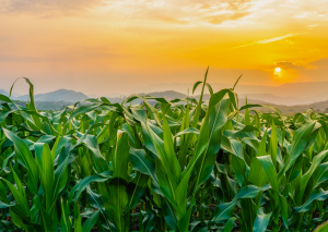 VIB Submits Application for Field Trial of Genome-edited Maize