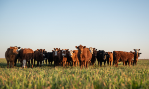 Uruguay Considers Gene Drives to Combat Screwworms