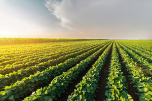Gene Editing to Produce Soy Milk with Stronger Aroma