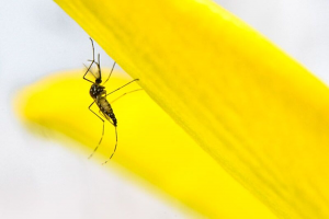 Brazil Releases Genetically Modified Mosquitoes to Combat Dengue Cases