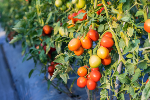 Study Pinpoints Key Gene in Seed Germination Control of Tomatoes