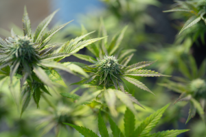 APHIS Grants Approval to Bioengineered Hemp and Other Crops