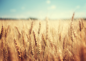 Australia`s Gene Technology Regulator Invites Comments on Field Trial of GM Wheat