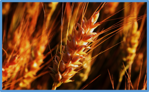 International Study Uncovers Untapped Diversity in Historic Wheat Collection