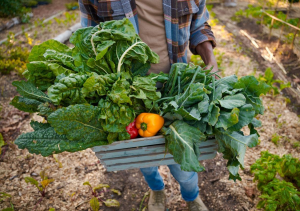 Review of CRISPR-Cas9 Crop Applications and Implications in Africa