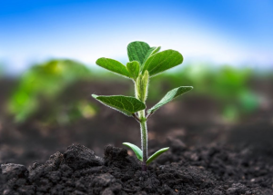 Researchers Identify Gene That Regulates Nitrogen Fixation