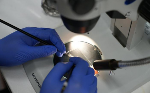 Virginia Tech Researchers Find Potential Method to Control Mosquito Populations