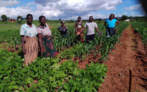 Promoting mixed farming system innovations in Malawi: A unified approach