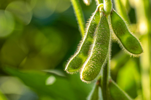 CRISPR Improves Resistance of Soybeans to Soybean Mosaic Virus