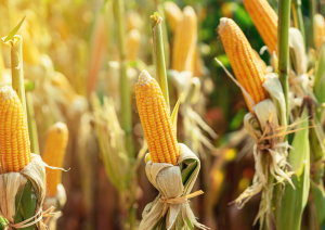 EU Researchers and Farmers Call on Members of Parliament to Embrace NGTs