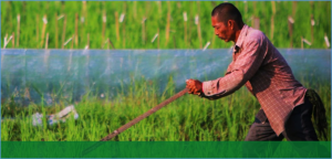IRRI`s Methane Accelerator for Southeast Asia (MASEA) Takes Off