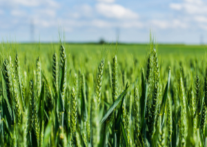 International Research Team Unravels Wheat`s Genetic Past to Transform its Future