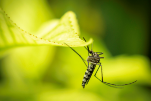 CSIRO and Oxitec to Target Invasive Pests Across Australia and Oceania