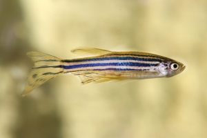 Engineered Animals to Fight Mercury Pollution