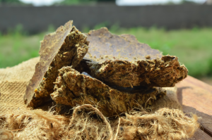 Study Explores Impact of Bt Cottonseed Cake on Growth and Health of Rams