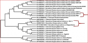 HKT1;5 Transporter Gene Expression and Association of Amino Acid Substitutions With Salt Tolerance Across Rice Genotypes.