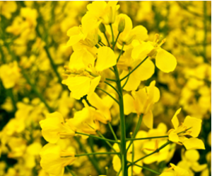 International Consortium Sequence Canola Genome