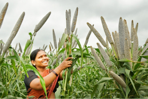 Spotlight on pearl millet &ndash; biofortification and drought tolerance