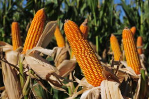 Mexico Issues Constitutional Decree Banning GM Corn