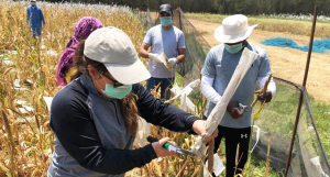 Containing Covid19 Impacts On Indian Agriculture