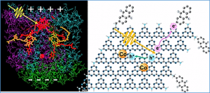 From photosynthesis to photocatalysis: Dual catalytic oxidation/reduction in one system